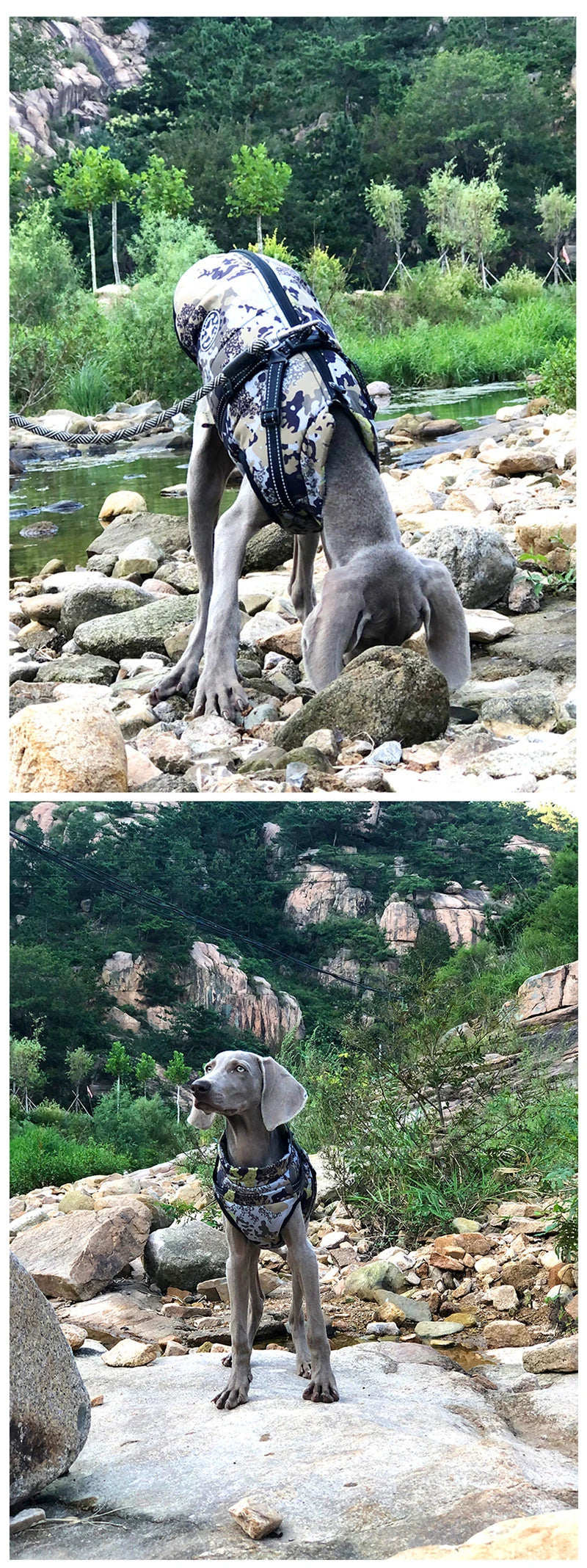 Waterproof Dog Jacket with Built-in Harness – Warm Winter Coat for Small to Large Breeds