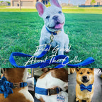 D&D Paws  Blue Velvet Set