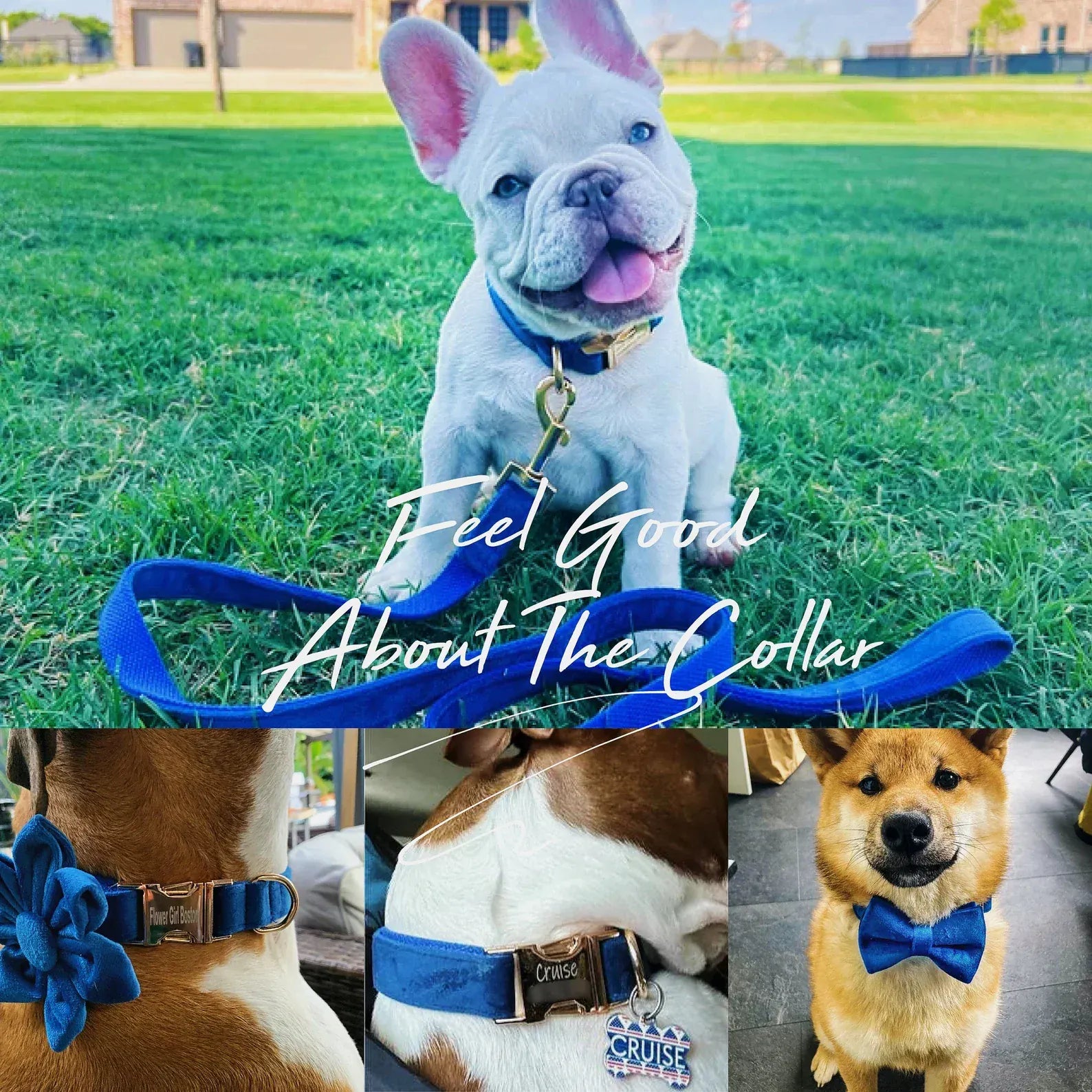 D&D Paws  Blue Velvet Set