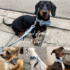 DDPaws  Dusty Blue Velvet Set