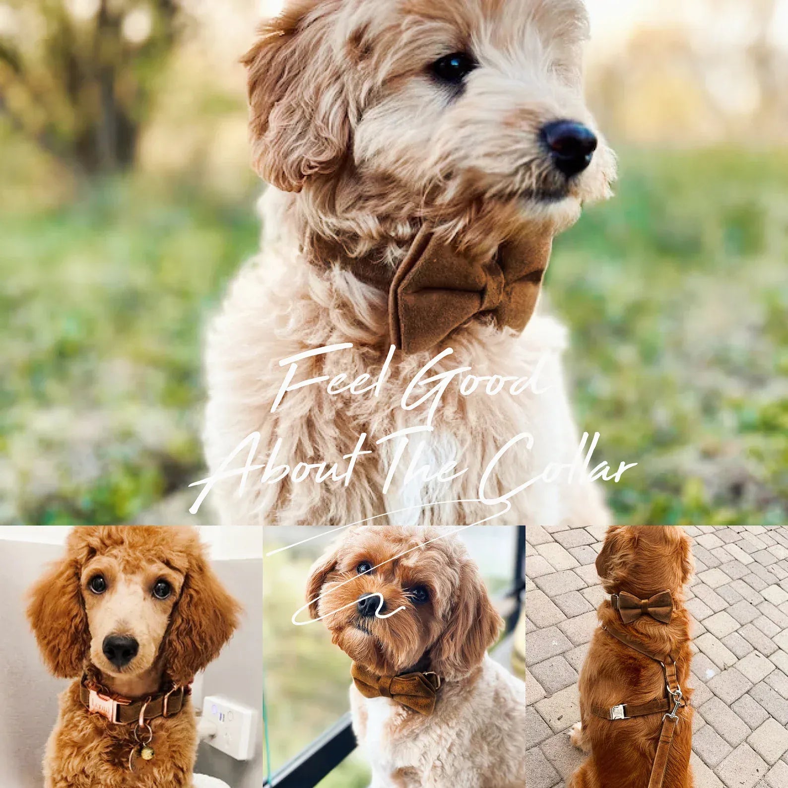 D&D Paws  Shallow Khaki Velvet Set