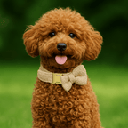 D&D Paws  Beige Teddy Dog Collar, Harness & Leash Set – Classic Elegance Personalized