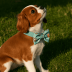 D&D Paws  Blue Blossom Floral Dog Collar, Harness & Leash Set – Personalized Luxe