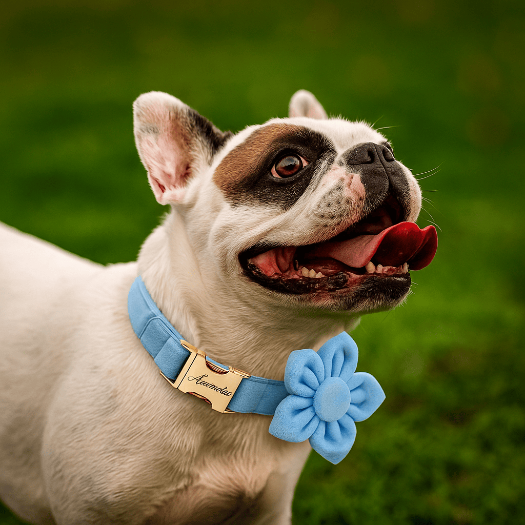 D&D Paws  Blue Velvet Dog Collar, Harness & Leash Set – Modern Luxe Personalized