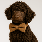 D&D Paws  Caramel Corduroy Dog Harness, Collar & Leash Set – Classic Elegance Collection