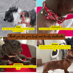 D&D Paws  Christmas Plaid Dog Harness, Collar & Leash Set – Classic Holiday Elegance