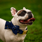 D&D Paws  Dark Blue Velvet Dog Collar, Harness & Leash Set – Classic Elegance Personalized