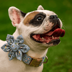 D&D Paws  Dusty Blue Blossom Floral Dog Collar, Harness & Leash Set – Personalized