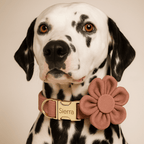 D&D Paws  Dusty Pink Velvet Dog Harness, Collar & Leash Set – Modern Luxe Personalized