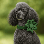 D&D Paws  Forest Green Velvet - Modern Luxe Set