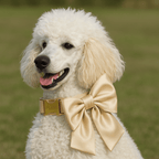 D&D Paws  Gold Satin Wedding Dog Collar, Harness & Leash Set – Classic Elegance