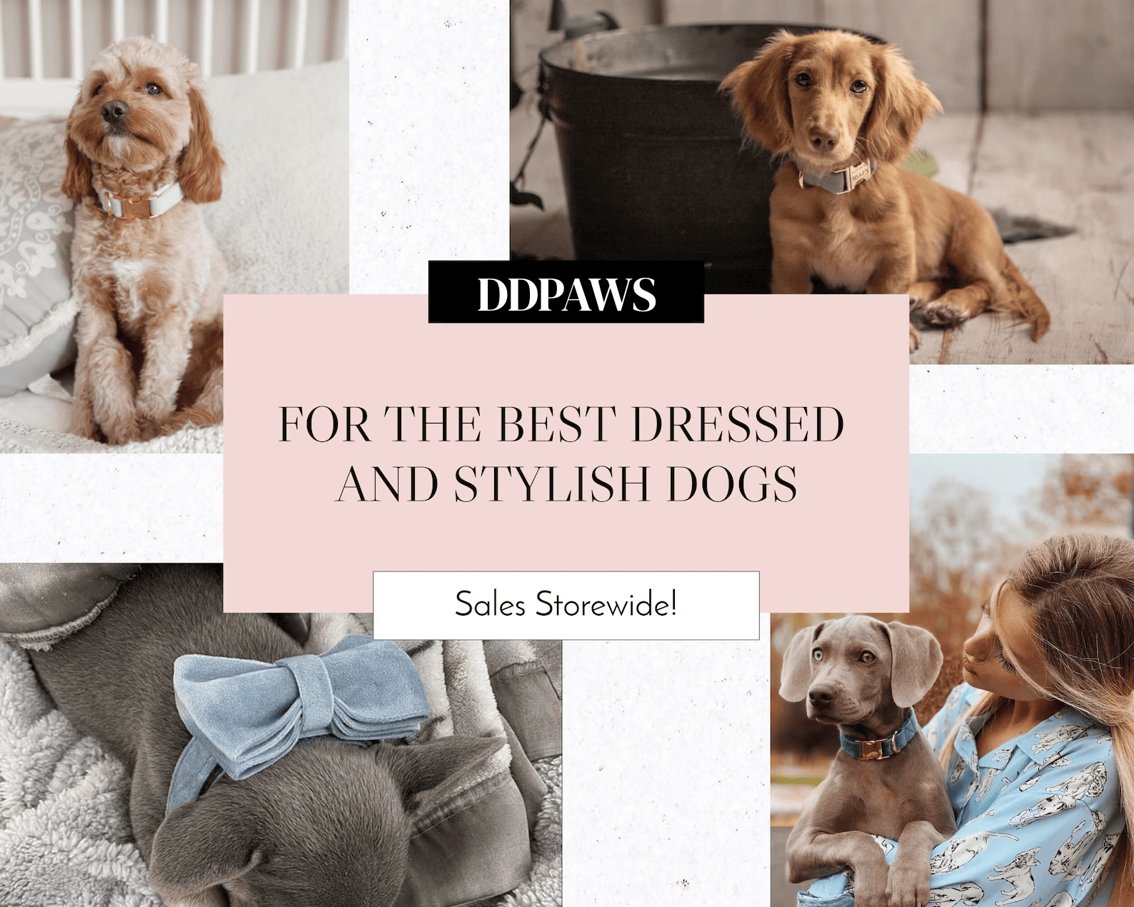 D&D Paws  Green Feather Velvet Floral Dog Collar, Harness & Leash Set – Personalized