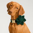 D&D Paws  Green Velvet Modern Luxe Dog Harness, Leash & Collar Set