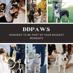 D&D Paws  Ivory Gold Leaf – Modern Luxe Set