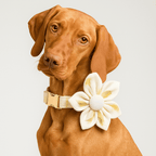 D&D Paws  Ivory Gold Leaf – Modern Luxe Set