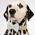 D&D Paws  Light Blue Velvet Dog Collar, Harness & Leash Set – Modern Luxe Personalized