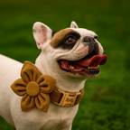 D&D Paws  Light Coffee Color Velvet - Modern Luxe Set