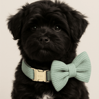 D&D Paws  Light Green Corduroy - Classic Elegance Set