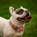 D&D Paws  Light Purple Velvet Dog Collar, Harness & Leash Set – Modern Luxe Personalized