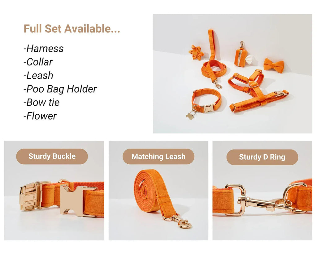 D&D Paws  Orange Velvet - Modern Luxe Set