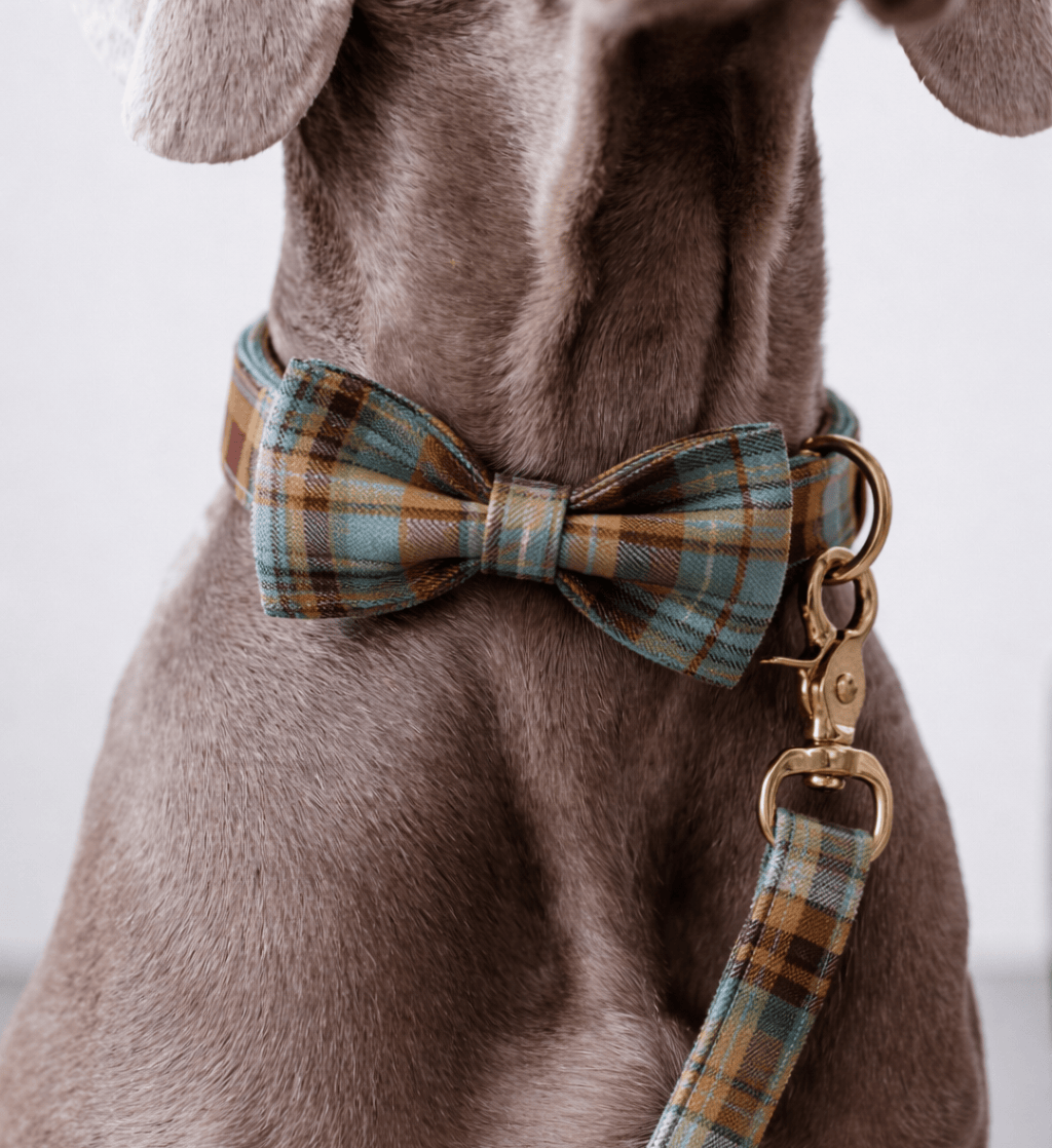 D&D Paws  Personalized Autumn Blue Plaid Classic Set