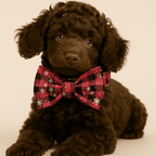 D&D Paws  Personalized Christmas Red Star Plaid Dog Harness, Collar & Leash Set