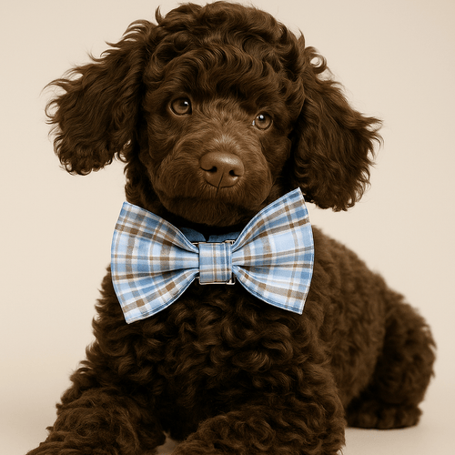 D&D Paws  Plaid Blue - Classic Elegance Set