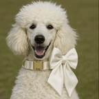 D&D Paws  Pure White Satin Dog Collar, Harness & Leash Set – Modern Luxe Personalized