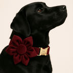 D&D Paws  Red Wine Velvet - Modern Luxe Set