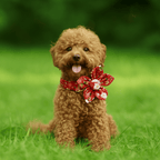 D&D Paws  Ruby Bloom Floral Dog Collar, Harness & Leash Set – Personalized