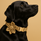 D&D Paws  Shallow Khaki Velvet - Modern Luxe Set