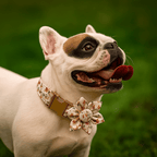 D&D Paws  Soft Ivory Blossom Floral Dog Collar, Harness & Leash Set – Personalized