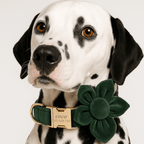 D&D Paws  Velvet Dark Green Dog Collar, Harness & Leash Set – Modern Luxe Personalized