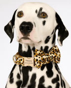 D&D Paws  Velvet Leopard Dog Collar, Harness & Leash Set – Modern Luxe Personalized