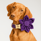D&D Paws  Velvet Purple Dog Collar, Harness & Leash Set – Modern Luxe Personalized