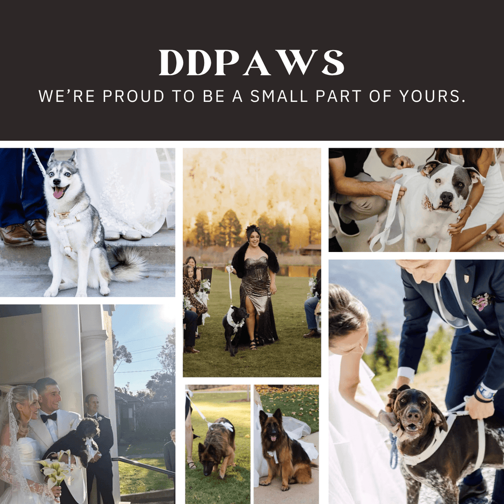 D&D Paws  White Corduroy Dog Harness, Collar & Leash Set – Classic Elegance Collection