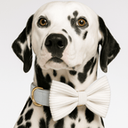 D&D Paws  White Corduroy Dog Harness, Collar & Leash Set – Classic Elegance Collection