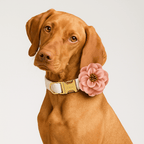 D&D Paws  White Lace Dog Harness, Collar & Leash Set – Floral Collection Personalized