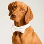 D&D Paws  White Wedding Velvet Dog Collar, Harness & Leash Set – Classic Elegance