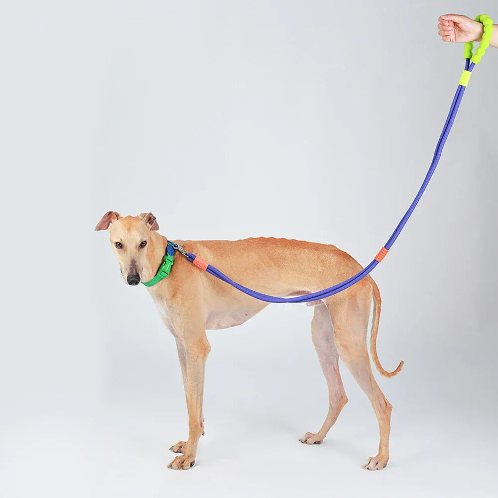 DDPaws  Hands-Free Dog Leash