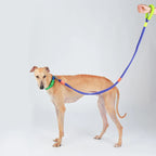 DDPaws  Hands-Free Dog Leash