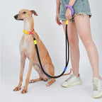 DDPaws  Hands-Free Dog Leash