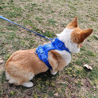 DDPaws  Lightweight Dog Harness