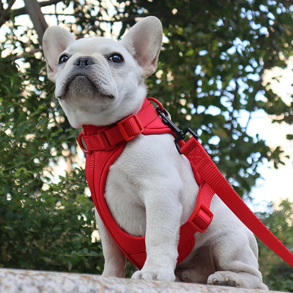 DDPaws  Lightweight Dog Harness