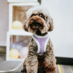 DDPaws  Winter Warm Dog Harness Leash Set Soft Plush Cat Puppy Vest For Small Medium Dogs Chihuahua Yorkie Harnesses With Matching Lead