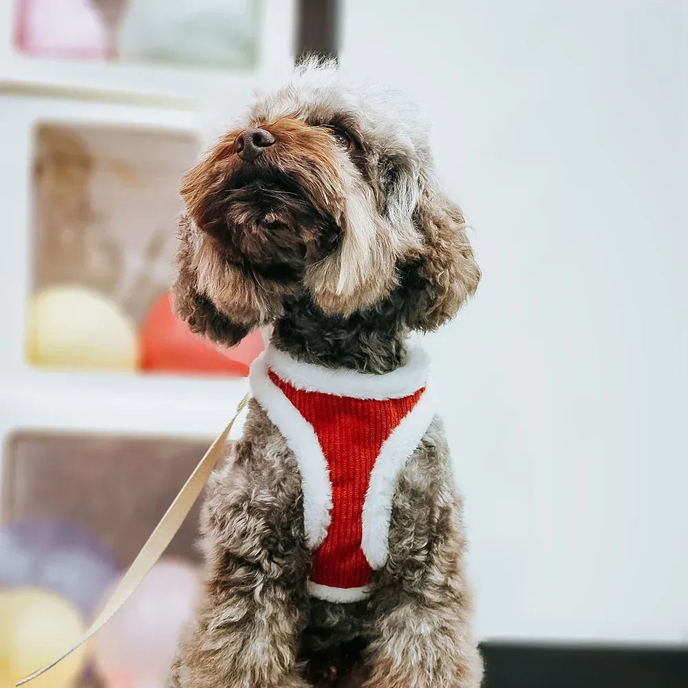 DDPaws  Winter Warm Dog Harness Leash Set Soft Plush Cat Puppy Vest For Small Medium Dogs Chihuahua Yorkie Harnesses With Matching Lead