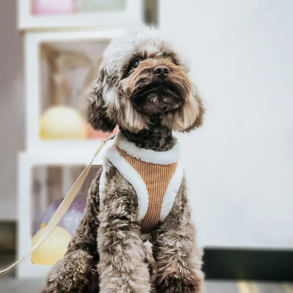 DDPaws  Winter Warm Dog Harness Leash Set Soft Plush Cat Puppy Vest For Small Medium Dogs Chihuahua Yorkie Harnesses With Matching Lead