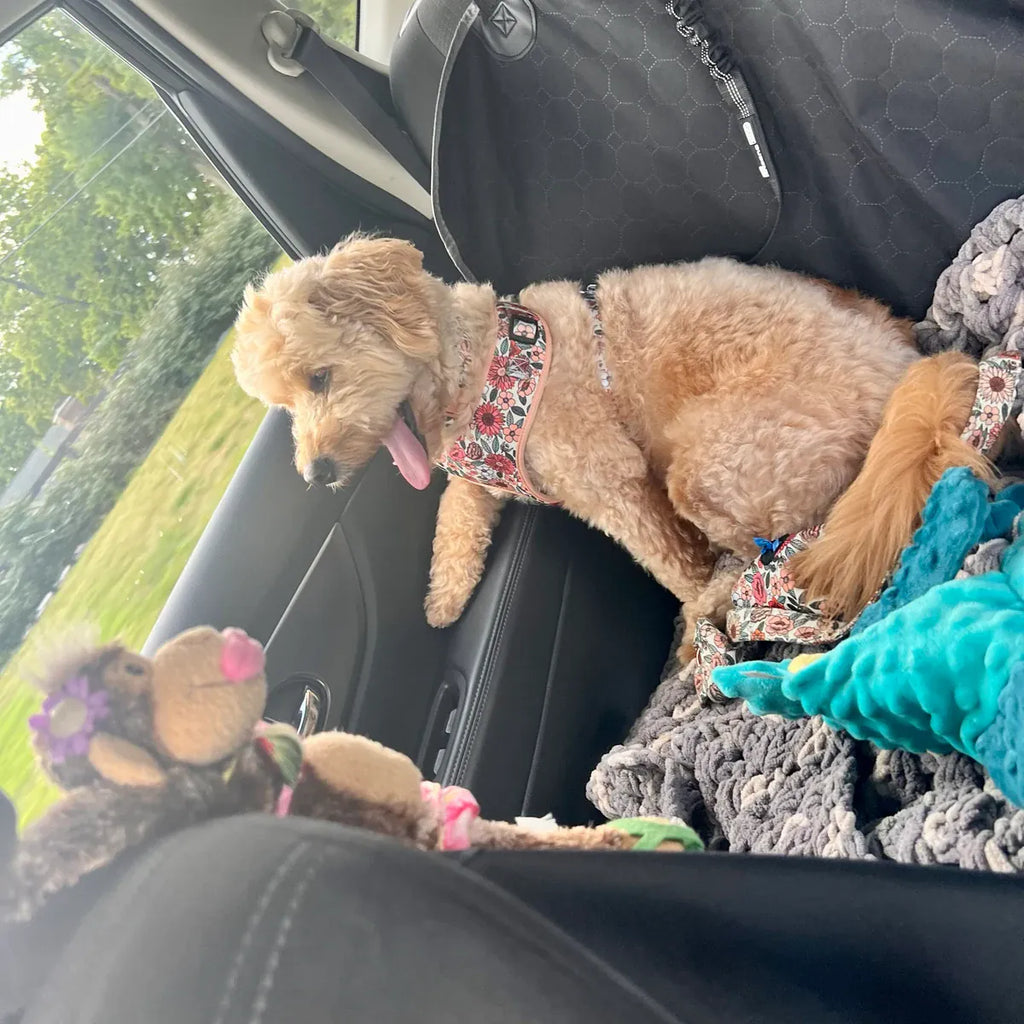 D&D Paws Designed Floral Dog Vest Set