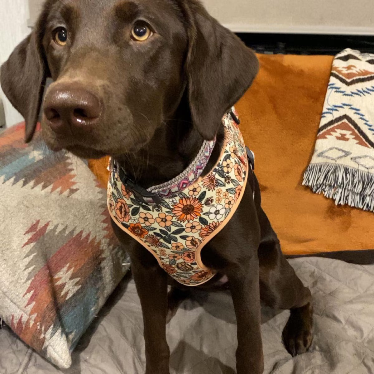 D&D Paws Designed Floral Dog Vest Set