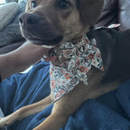 D&D Paws Designed Floral Dog Vest Set